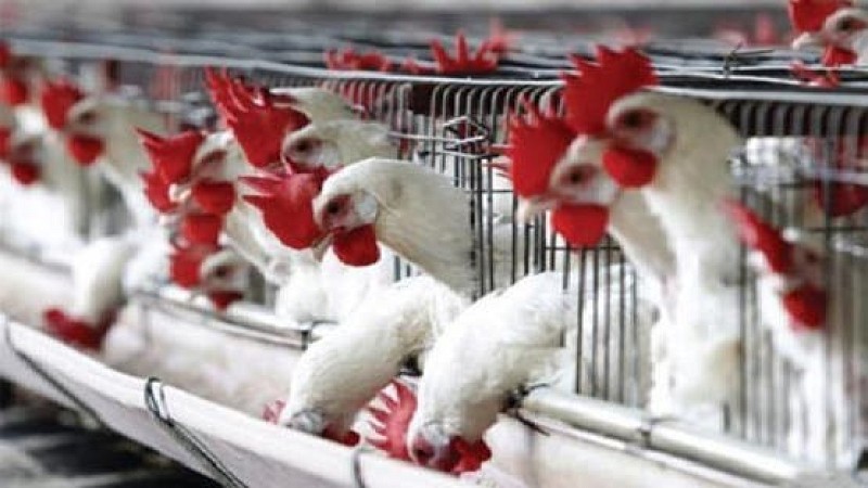 تعليمات جديدة لتصدير الدجاج من الأردن إلى العراق (تفاصيل) 
